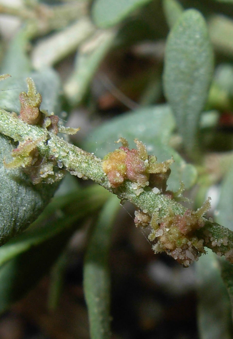 Halimione portulacoides / Atriplice portulacoide